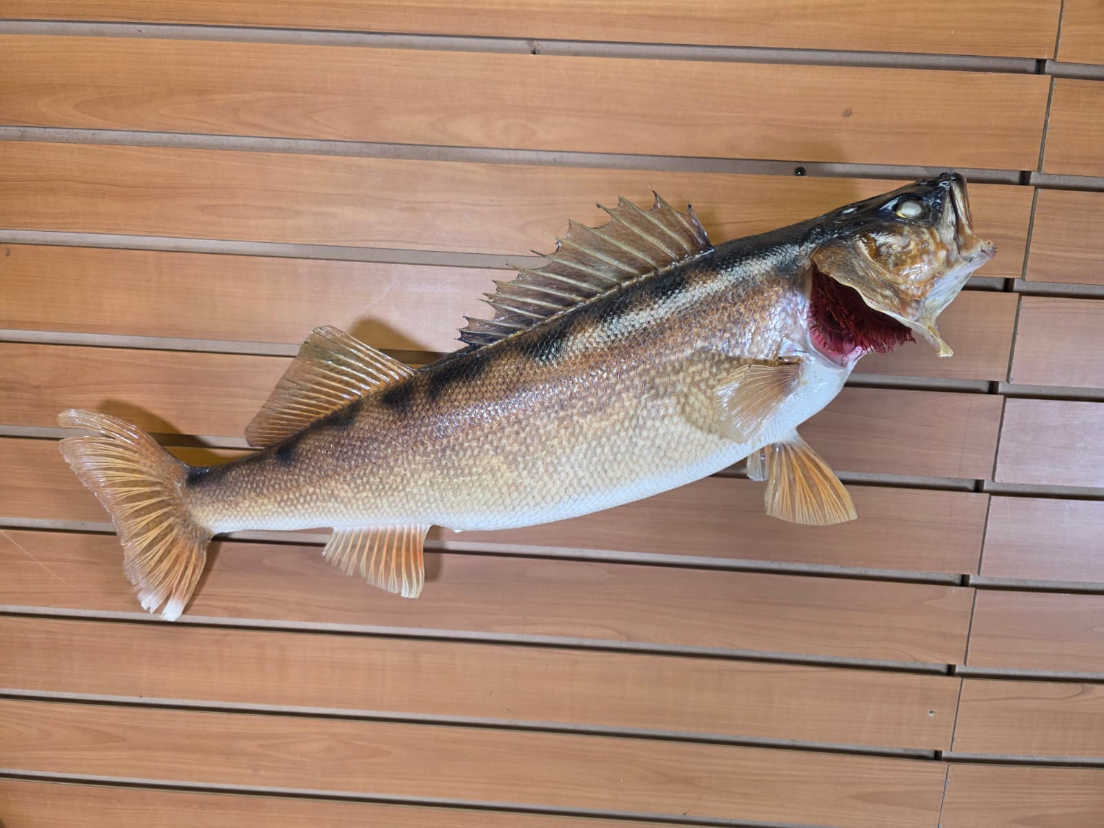 Jtv410 - 27" Walleye Fish Mount – Premium Freshwater Display