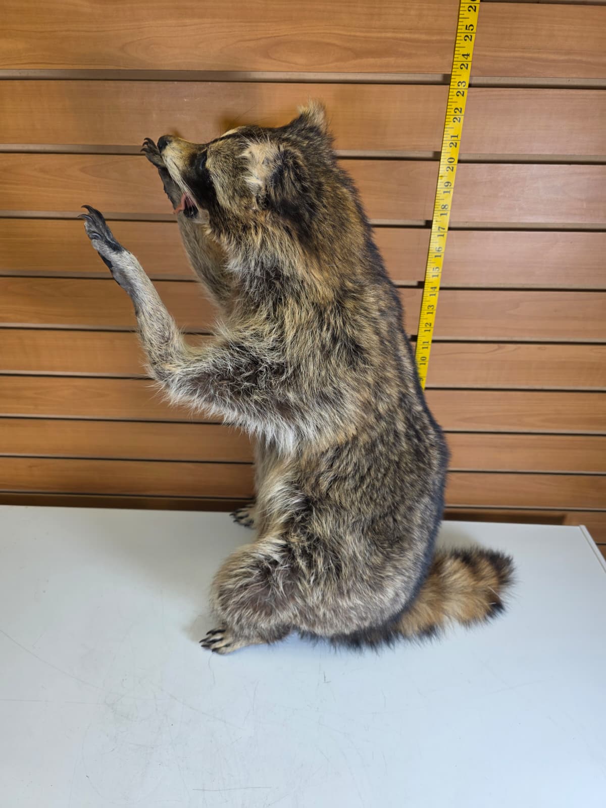 Fhkmc4 - Jumbo Raccoon Taxidermy – 22” Lifelike Display