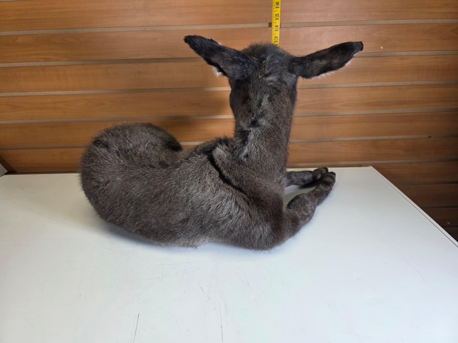Fhkmd1 - Baby Sicilian Donkey Taxidermy – Lifelike Display