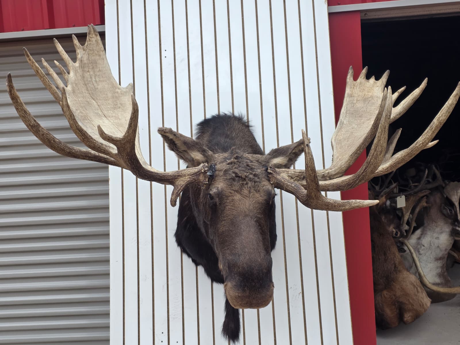 Fhcm82 - massive 63" Wide Double Main Beam Alaskan Moose Shoulder Mount Taxidermy