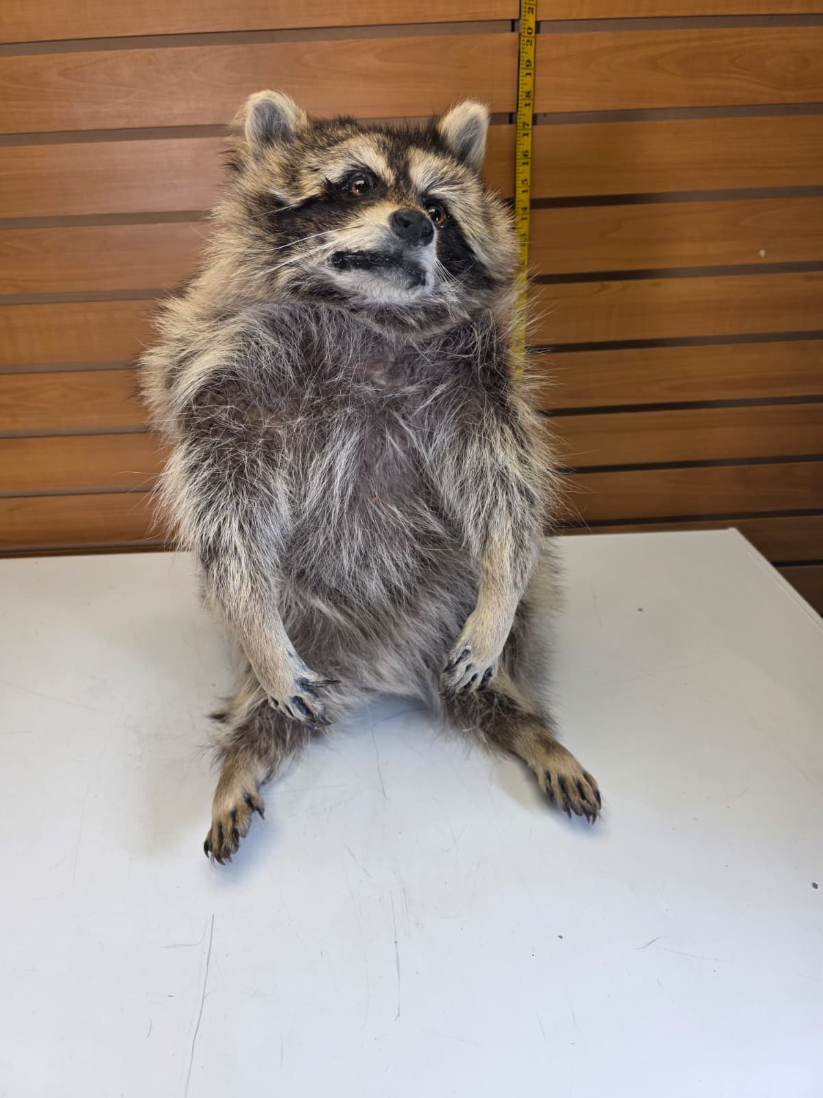 Fhkmc11 - Raccoon Taxidermy full body mount