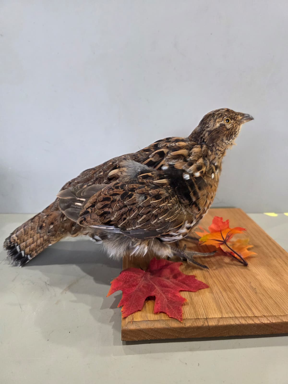 Jtv435 - Ruffed Grouse Taxidermy Mount – Lifelike Woodland Display