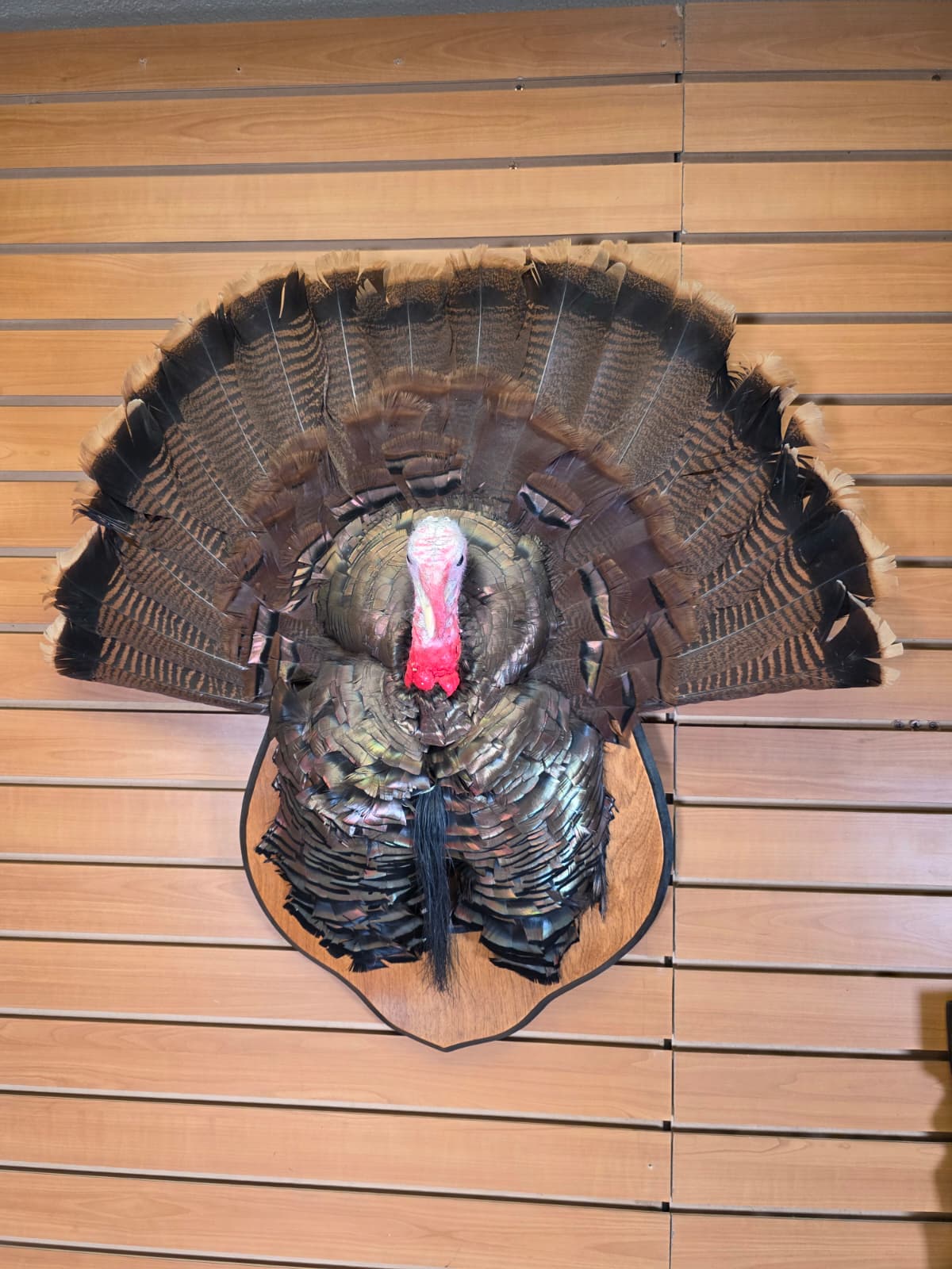 Jtv426 - Half Turkey Tom Taxidermy Shoulder Mount – With Tail Display