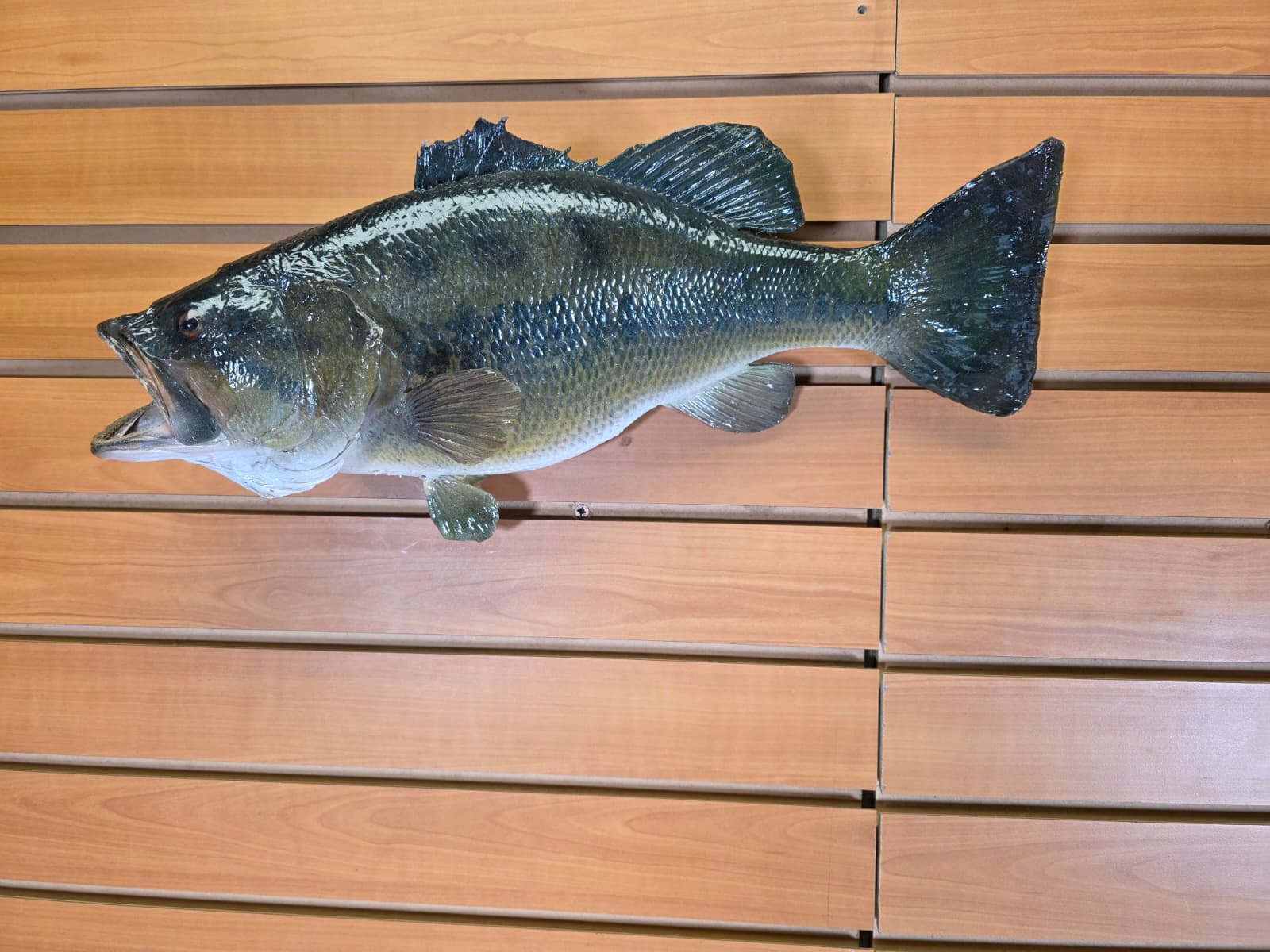 Jtv455 - 18" Largemouth Bass Taxidermy Mount – Classic Freshwater Display