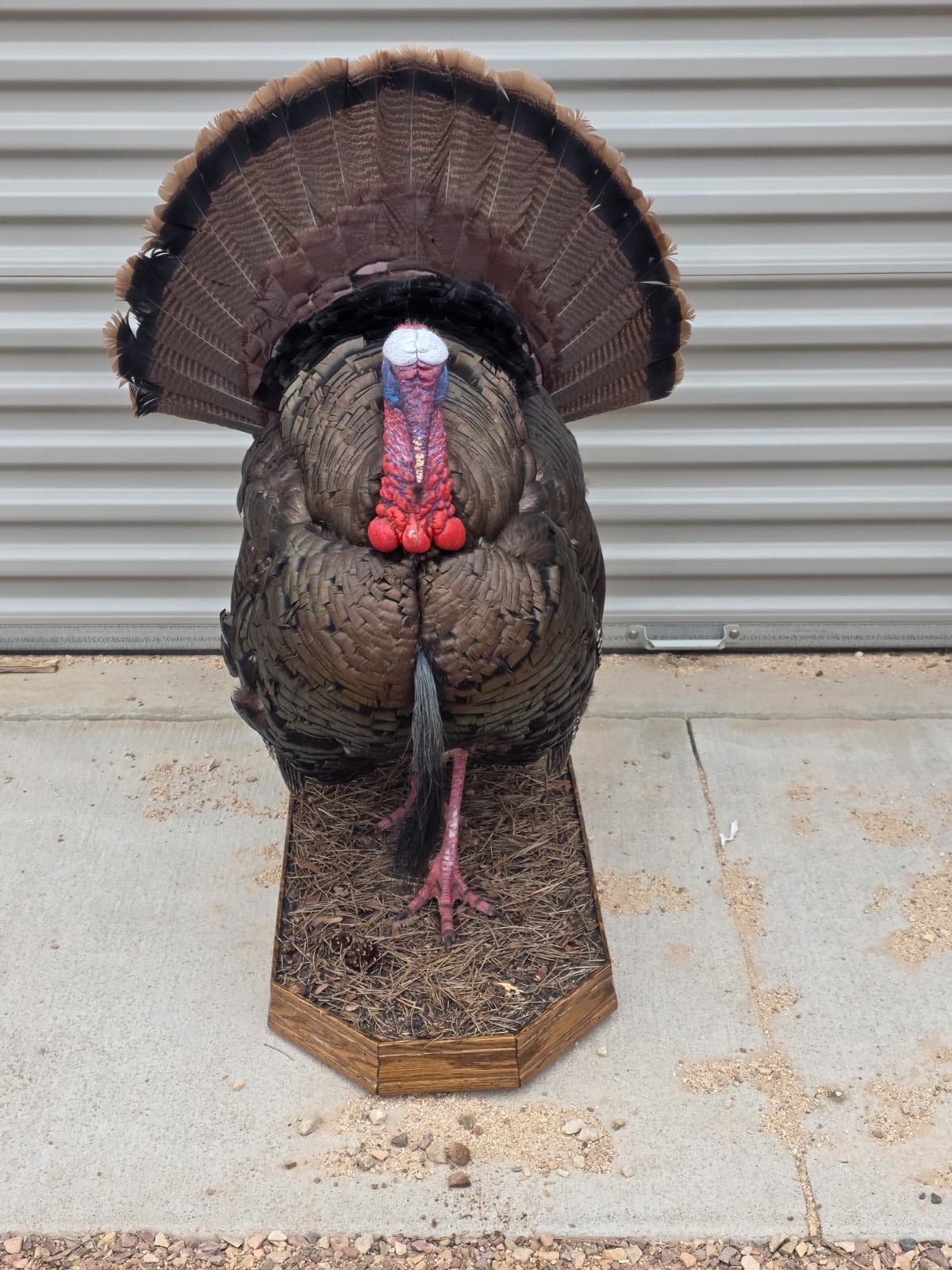 Fhcm82A - Strutting Turkey Taxidermy Mount – 92.8” Majestic Display