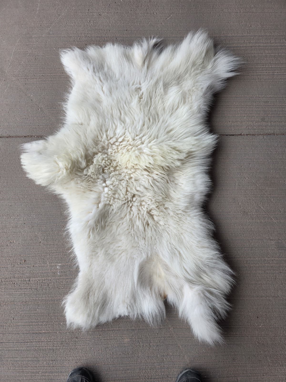 Jtv446 - Mountain Goat Fur Rug – Back Half 47" x 24