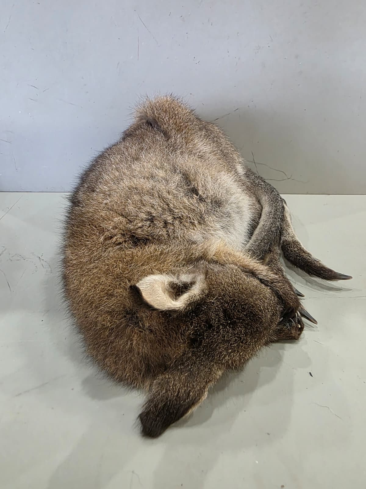 Fhcm91 - Baby Wallaby/Kangaroo Taxidermy –Lifelike Display