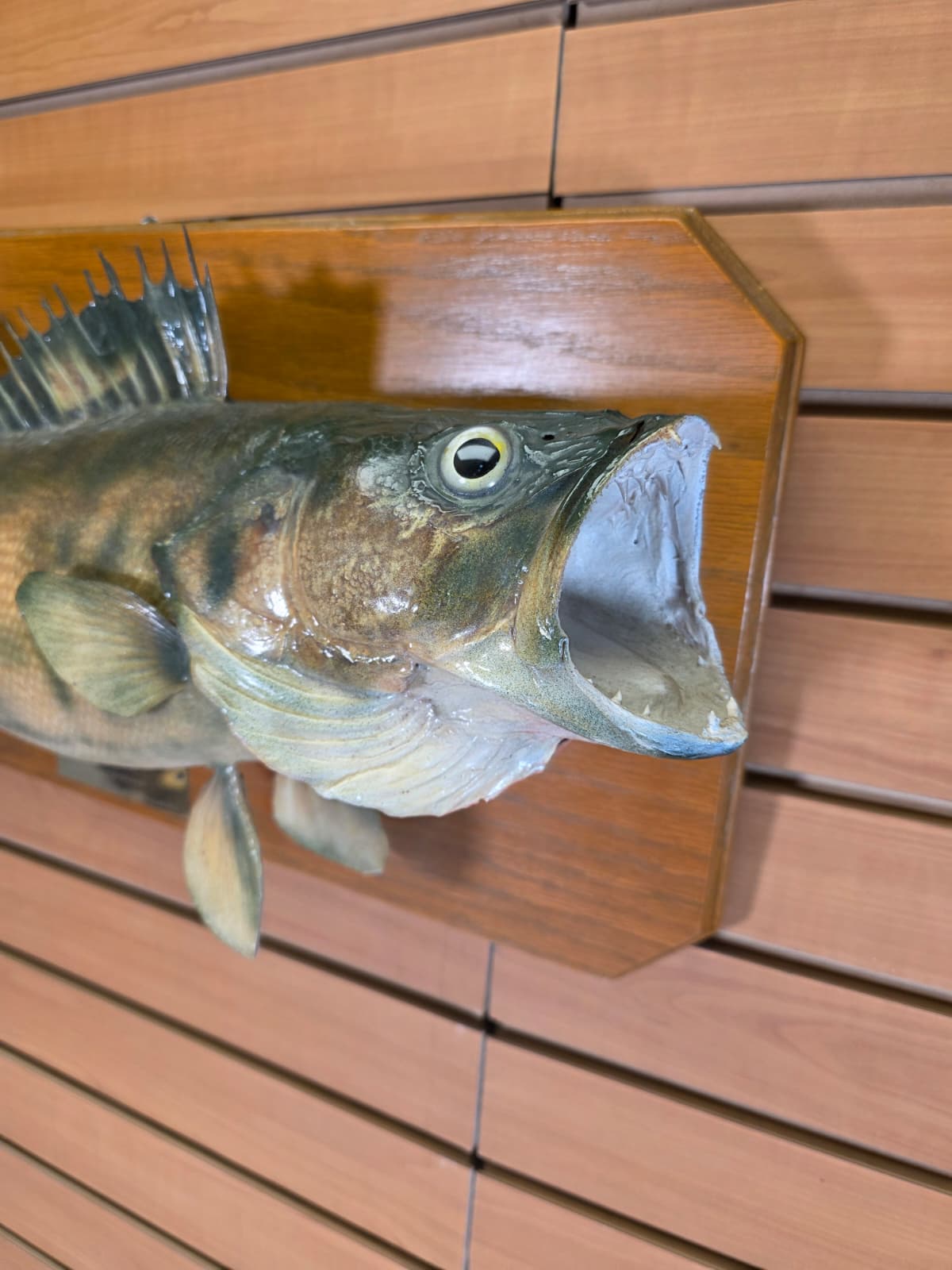 Jtv443 - 28" Walleye Taxidermy Mount – Vintage 1970 Classic Display