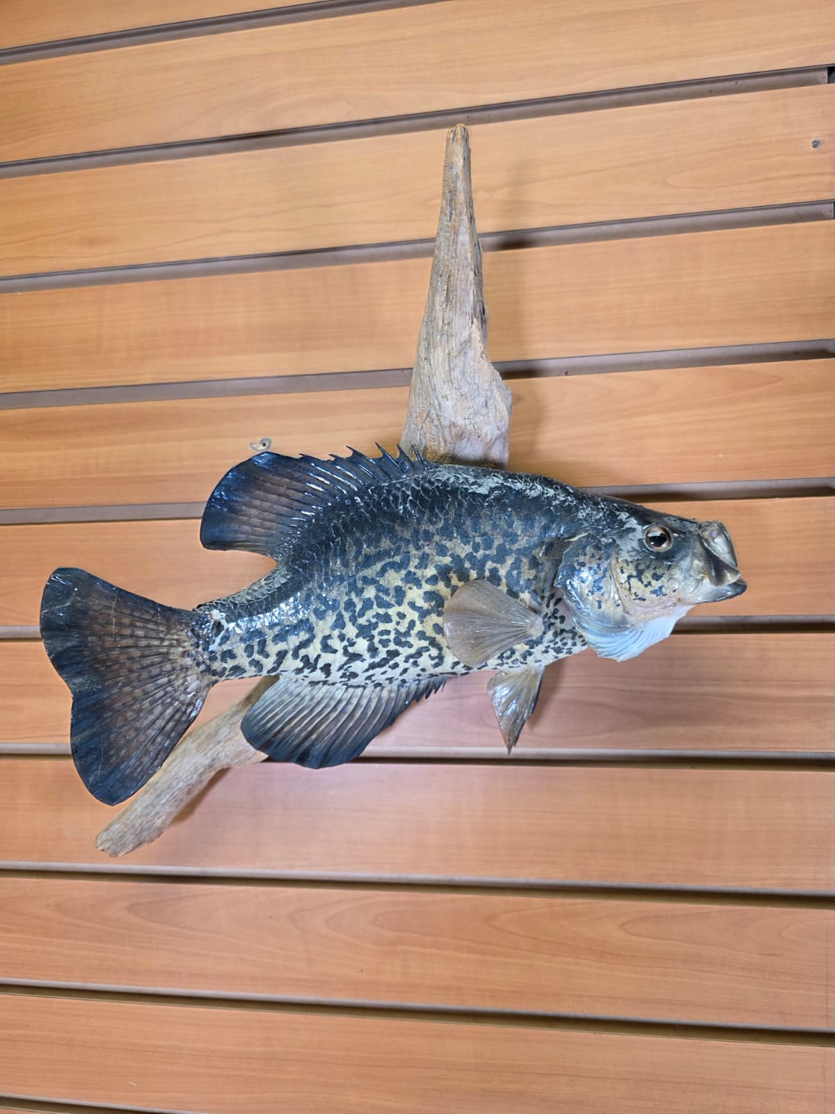 Jtv433 - 13" Crappie Taxidermy Mount – Lifelike Freshwater Display