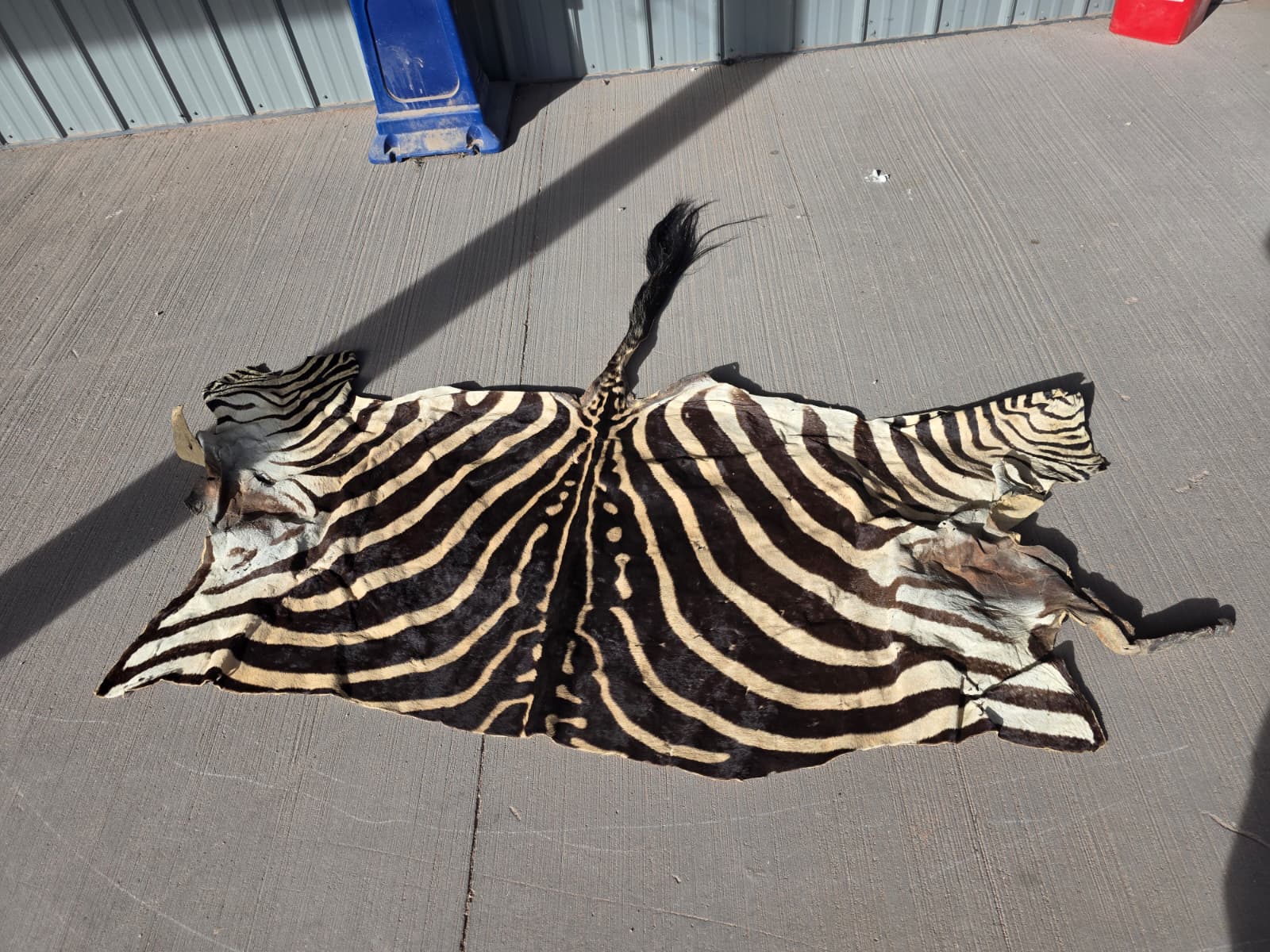 Jtv407 - Zebra Pattern Rug – 70" x 30" with Tail Extension