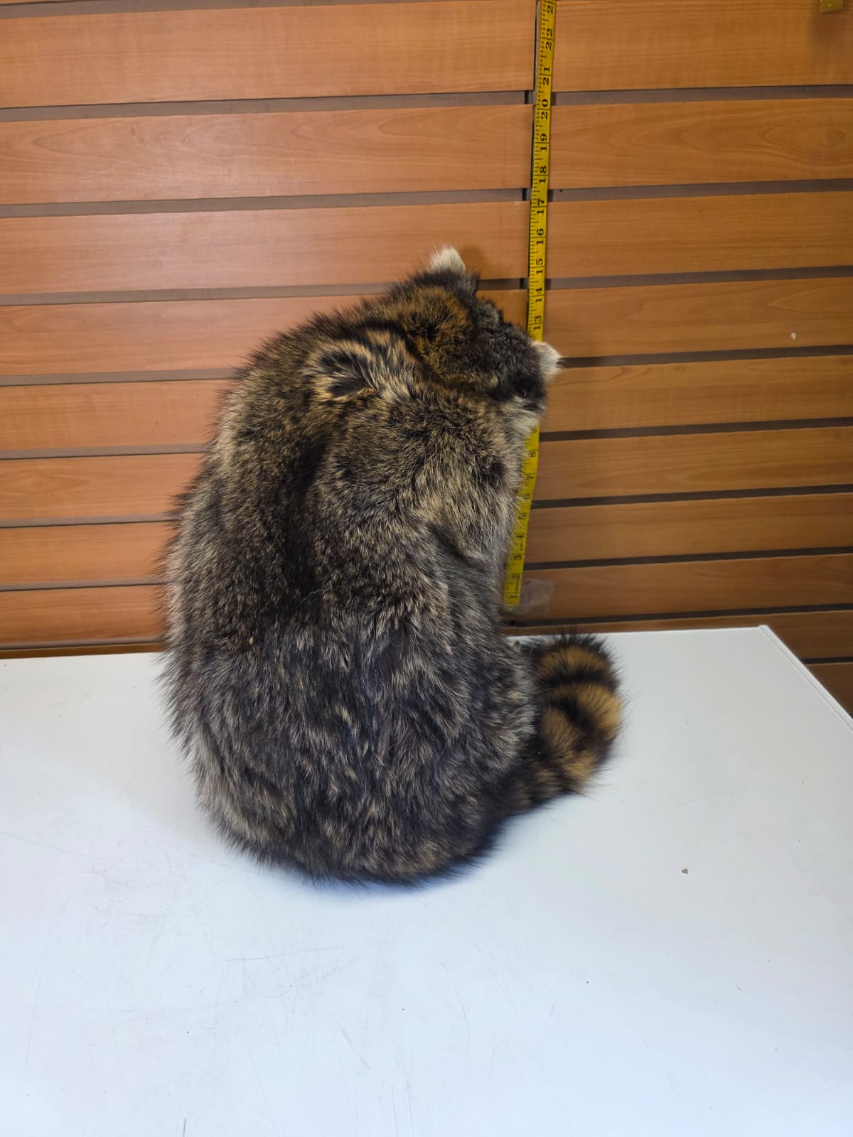 Fhkmc13 - Raccoon Taxidermy full body mount