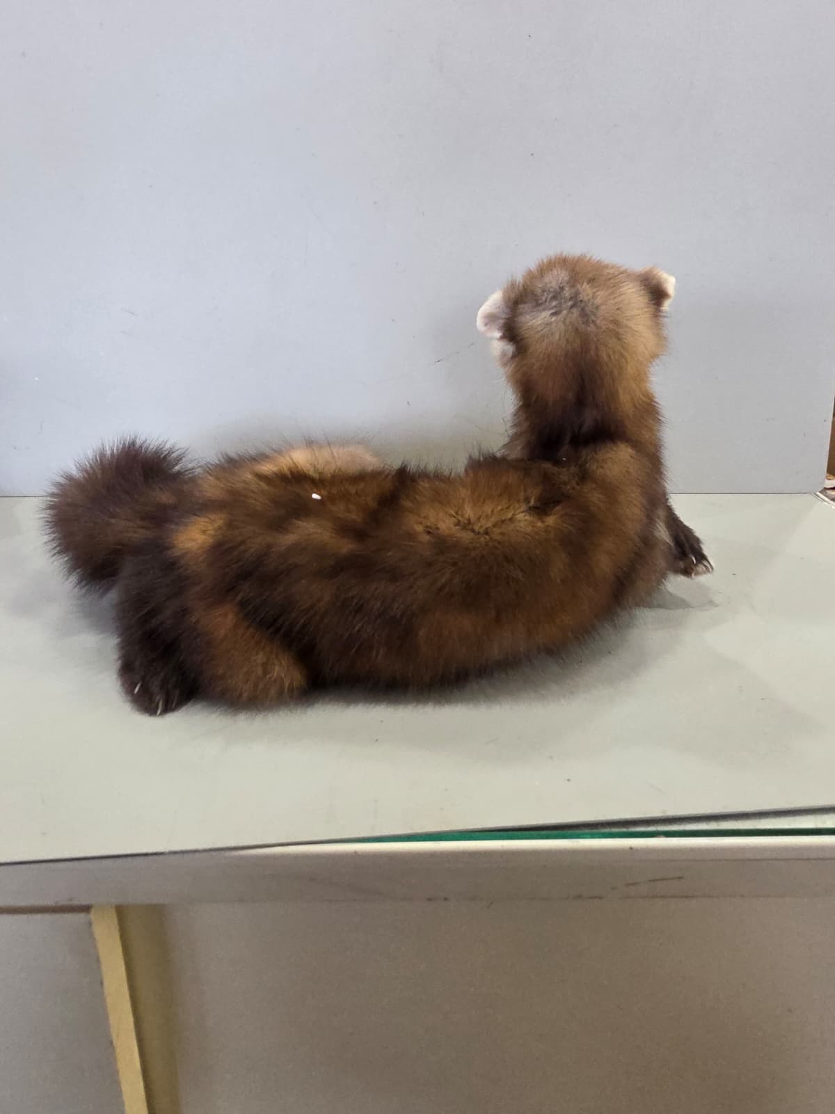 Fhcm95 - Martin Taxidermy –Elegant Display