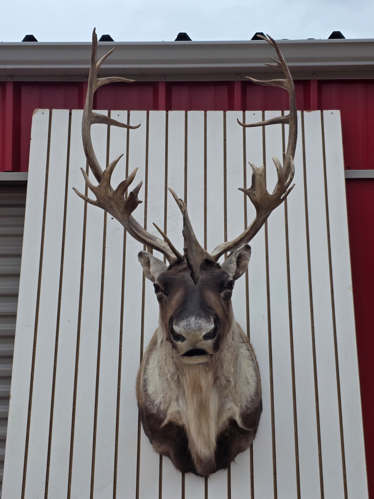 Fhcm86 - Caribou Taxidermy Shoulder Mount – 114.8” Majestic Display