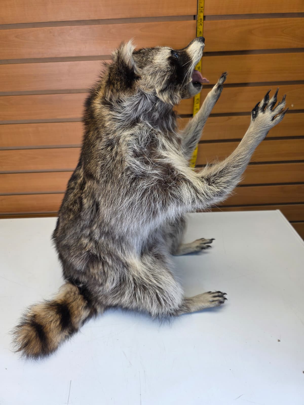 Fhkmc12 - Raccoon Taxidermy full body mount