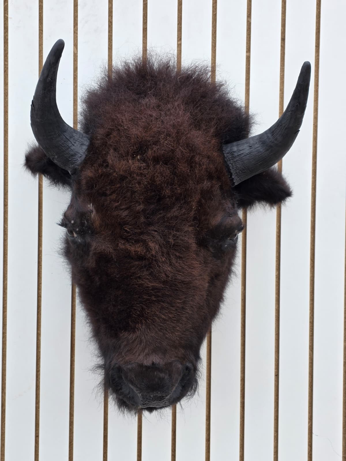 Fhbf1 - Real Buffalo / Bison neck Head Taxidermy Mount New
