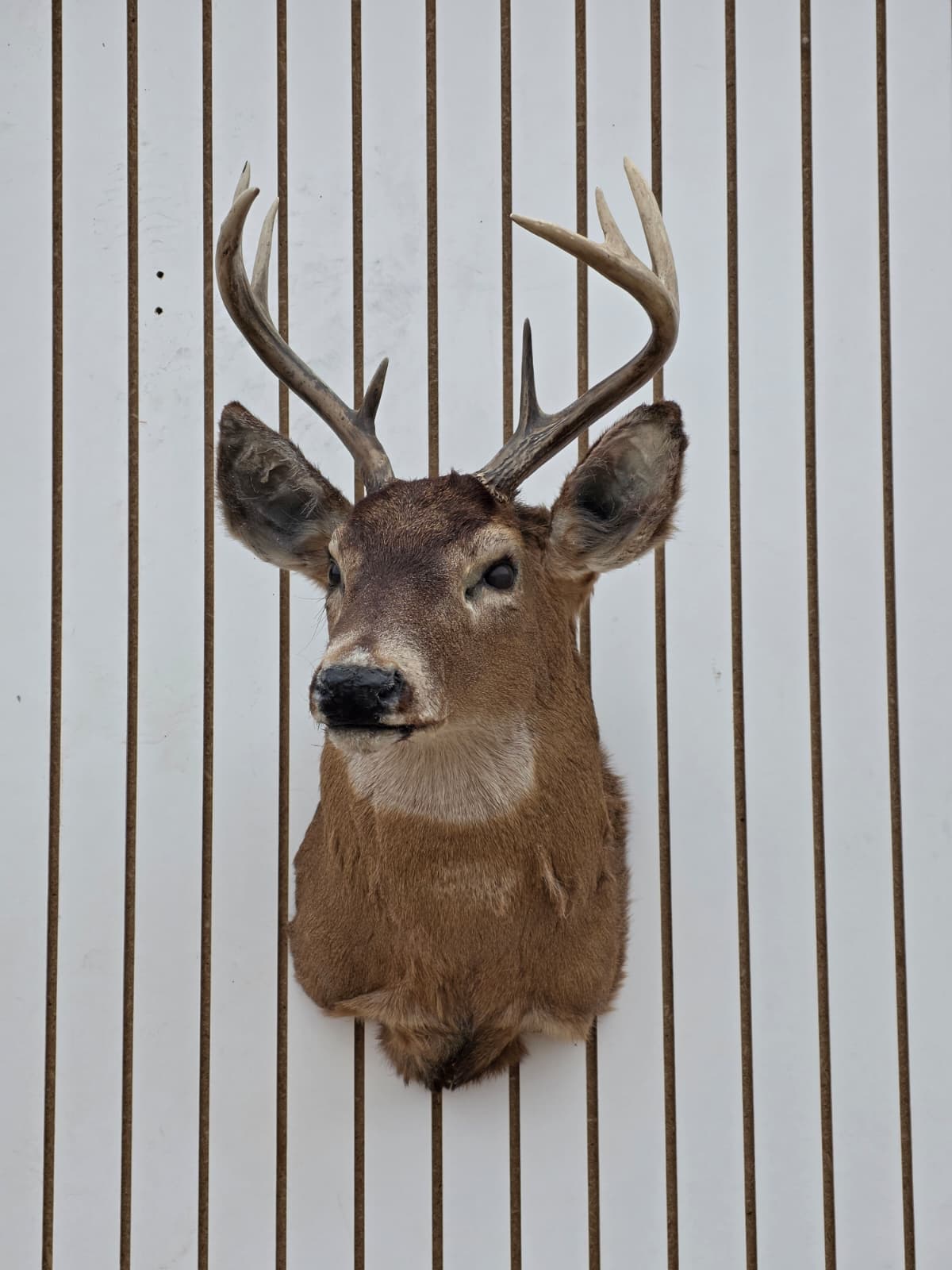 Drmq111 - White-Tailed Deer Shoulder Mount – Taxidermy Wall Display