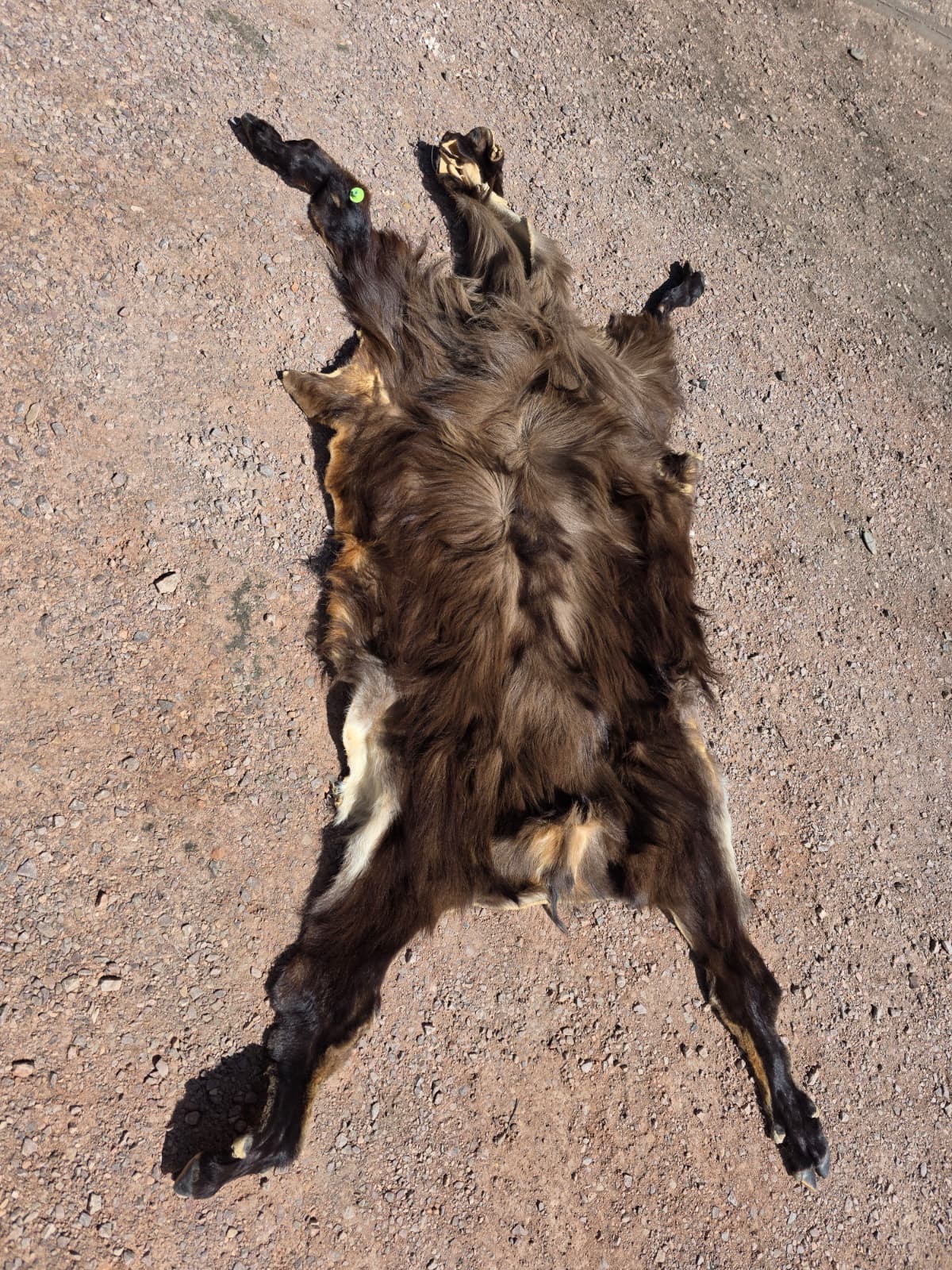 Jtv447 - Himalayan Tahr hide