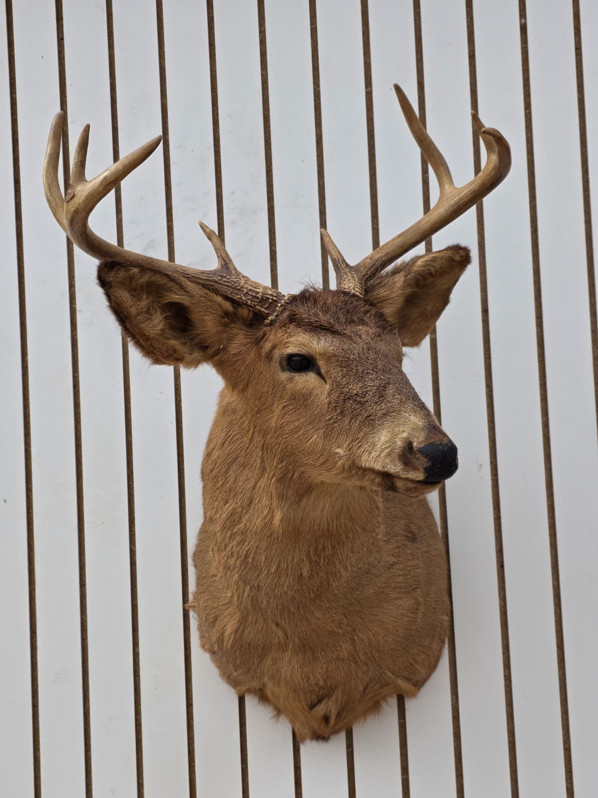 Fhdar1 - White-Tailed Deer Shoulder Mount – Taxidermy Wall Display