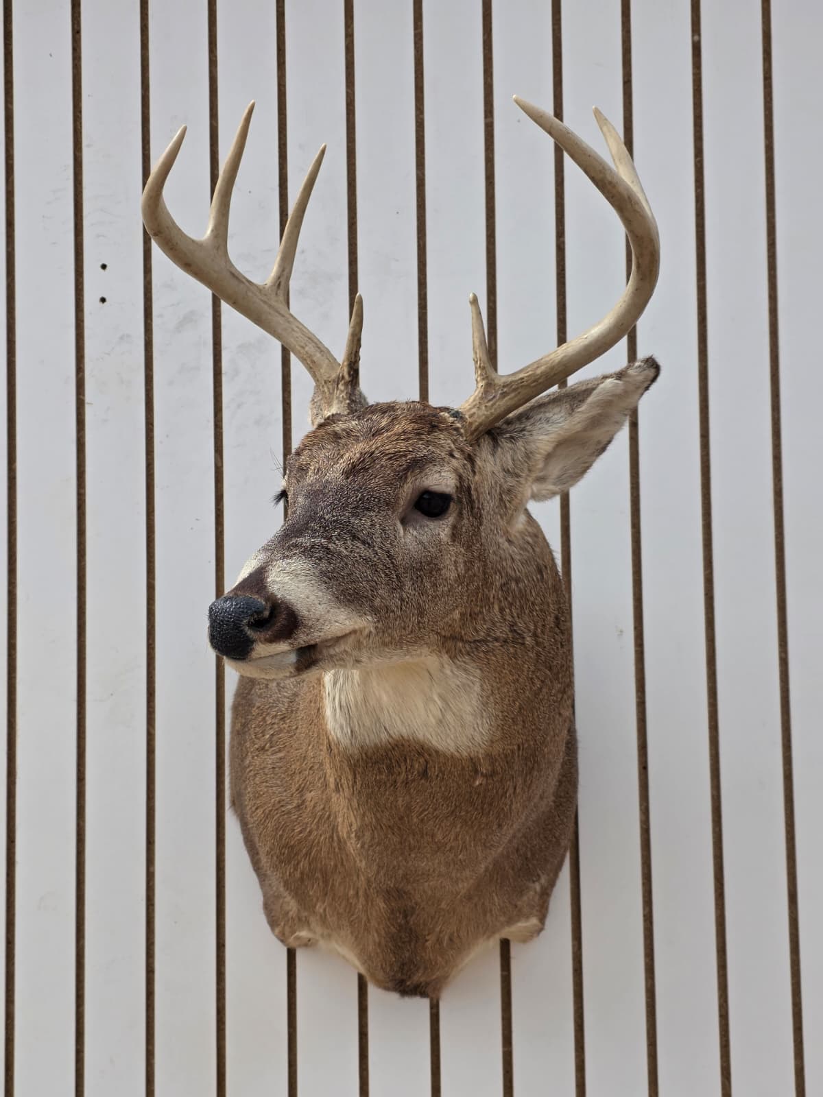 Fhdar10 - White-Tailed Deer Shoulder Mount – Taxidermy Wall Display