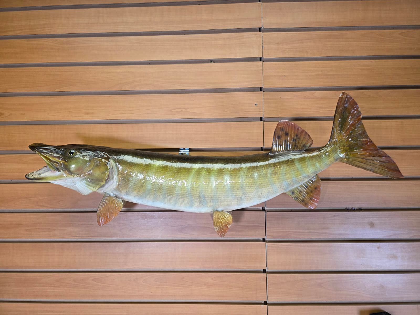 Jtv439 - 30" Muskie Taxidermy Mount – Striking Freshwater Predator Display
