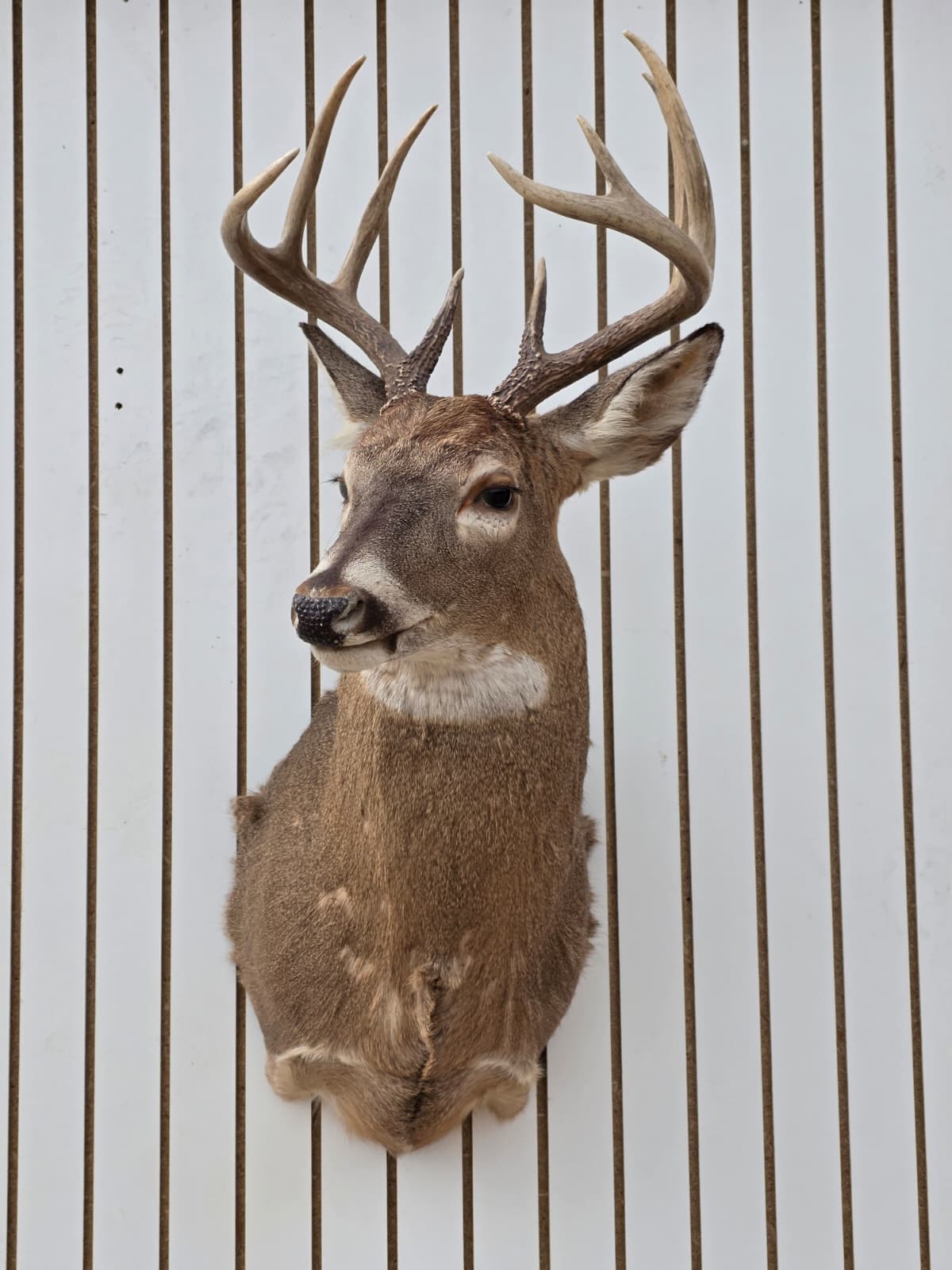 Drmq104 - White-Tailed Deer Shoulder Mount – Taxidermy Wall Display