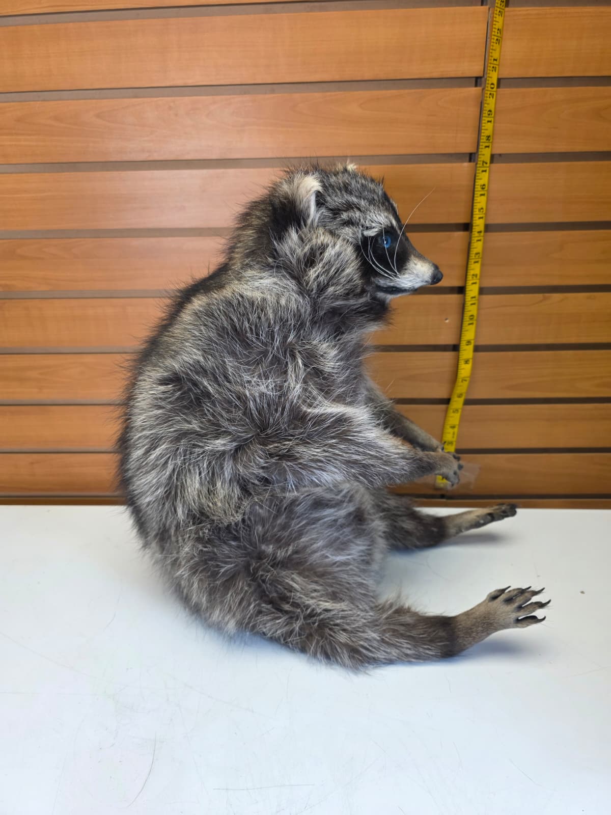 Fhkmc9 - Raccoon Taxidermy full body mount
