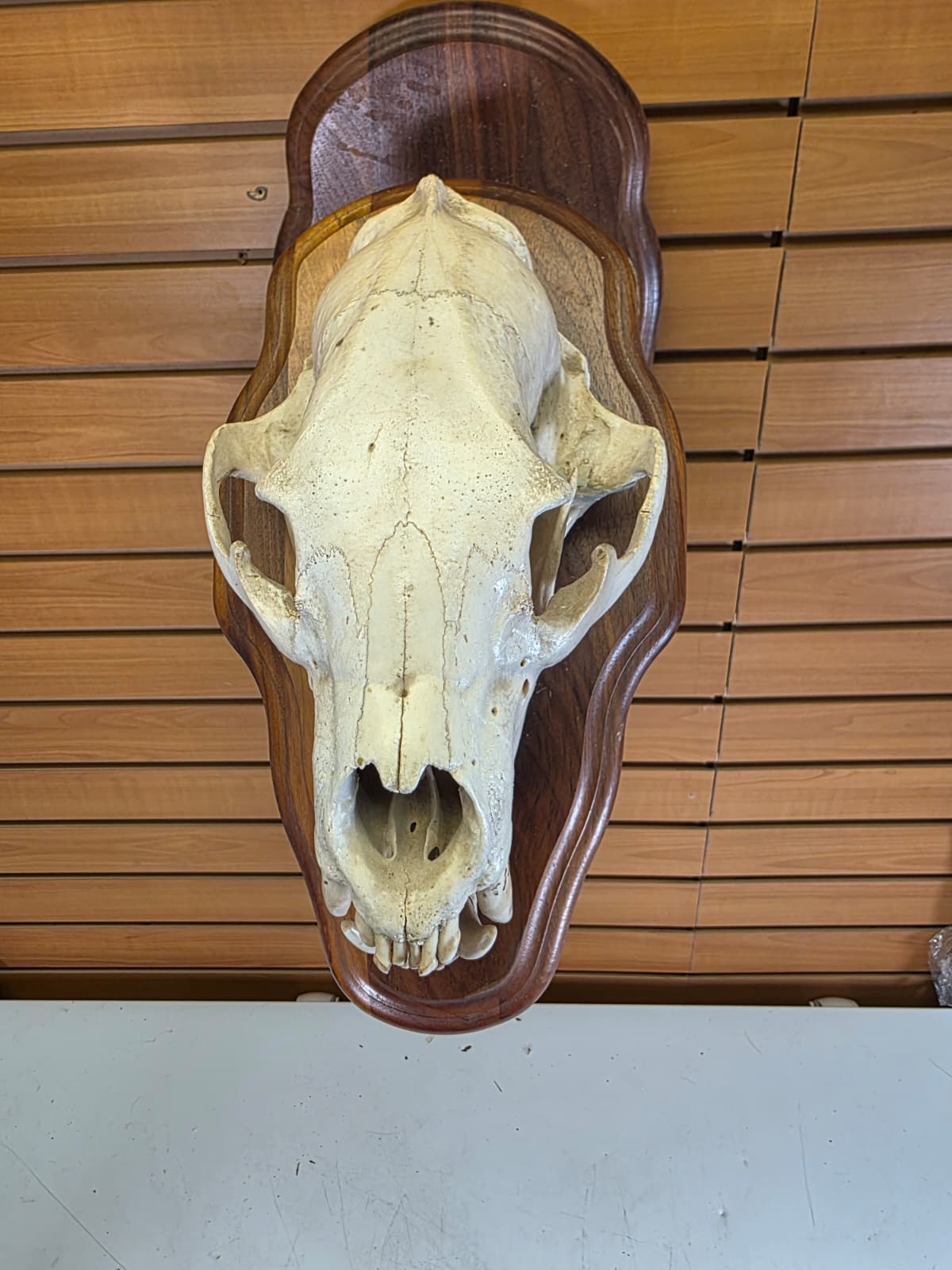 Jtv438 - Bear Skull Taxidermy on Plaque – 11½” Display