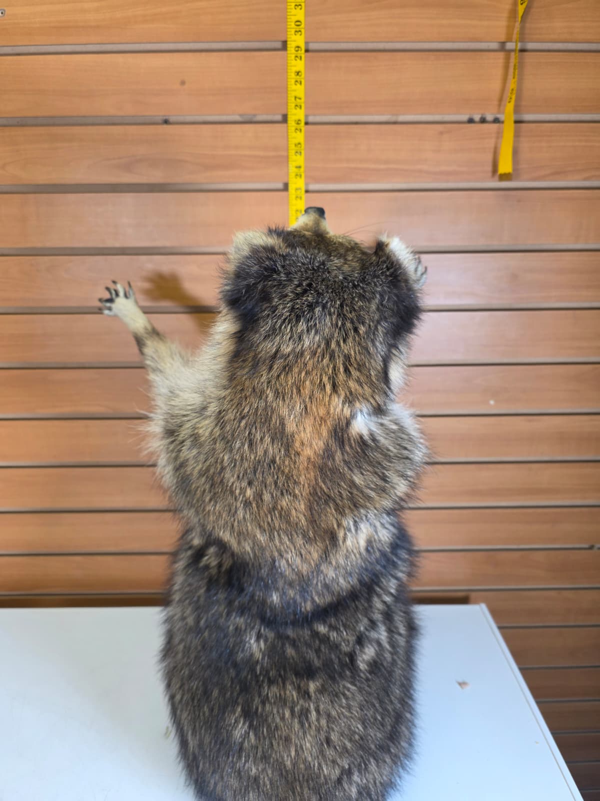 Fhkmc2 - Jumbo Raccoon Taxidermy – 22” Lifelike Display