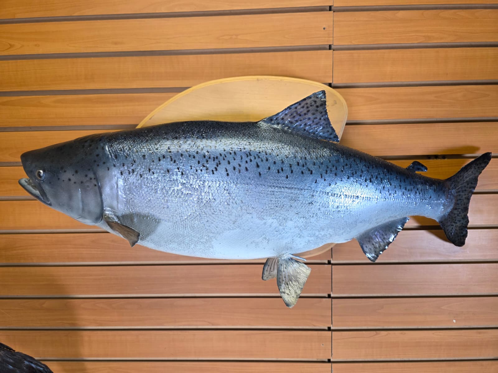 Jtv454 - 39" Trout Taxidermy Mount – Premium Freshwater Display