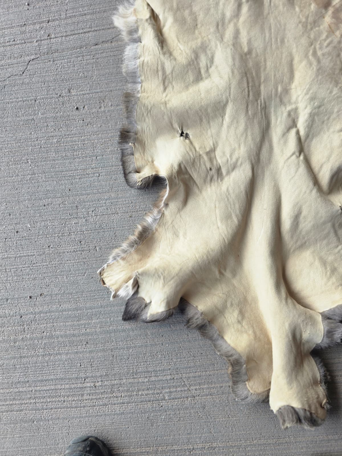FHRAN87 - Mule Deer Hide Pelt Fur – 46” x 29”