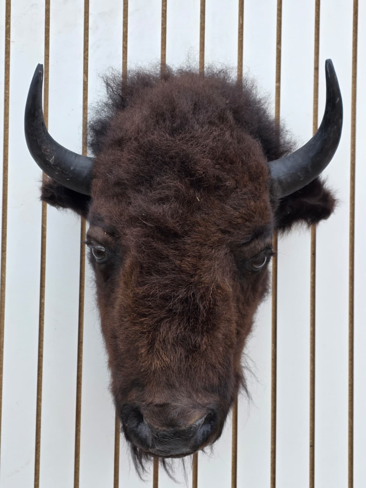 Fhbf4 - Real Buffalo / Bison neck Head Taxidermy Mount New
