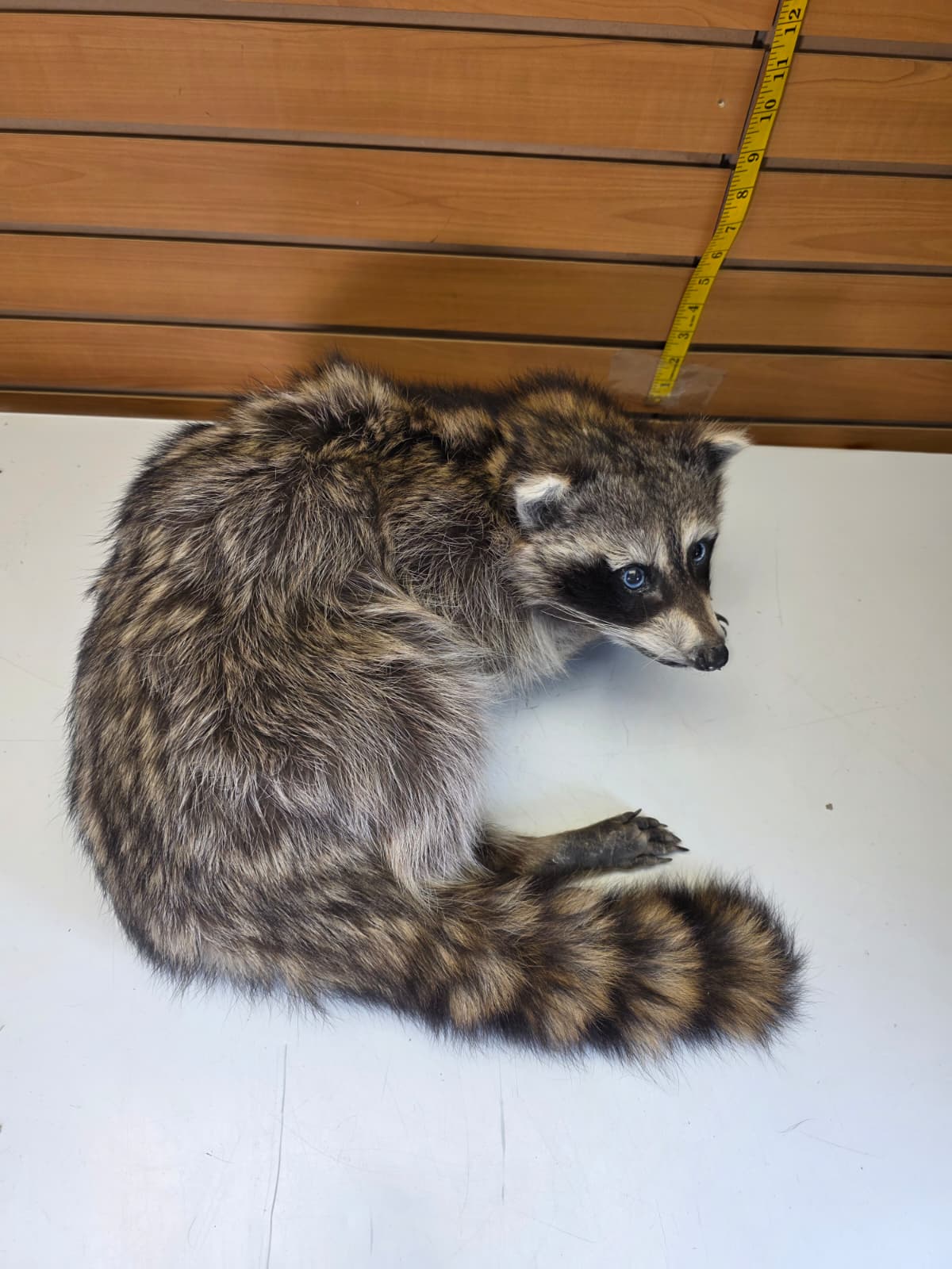 Fhkmc14 - Raccoon Taxidermy – Lifelike Display