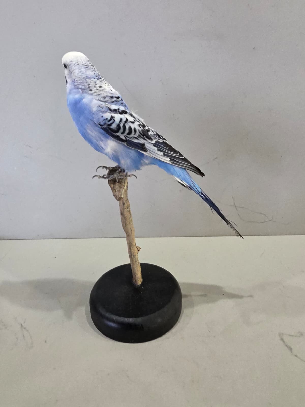 Fhcm90 - Blue Budgie Parakeet Taxidermy –Lifelike Display