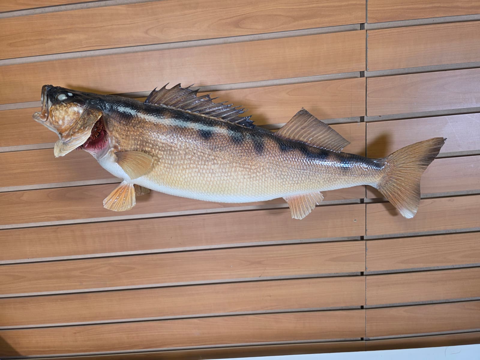 JTV402 - 27" Walleye Fish Mount – Premium Natural Wall Display