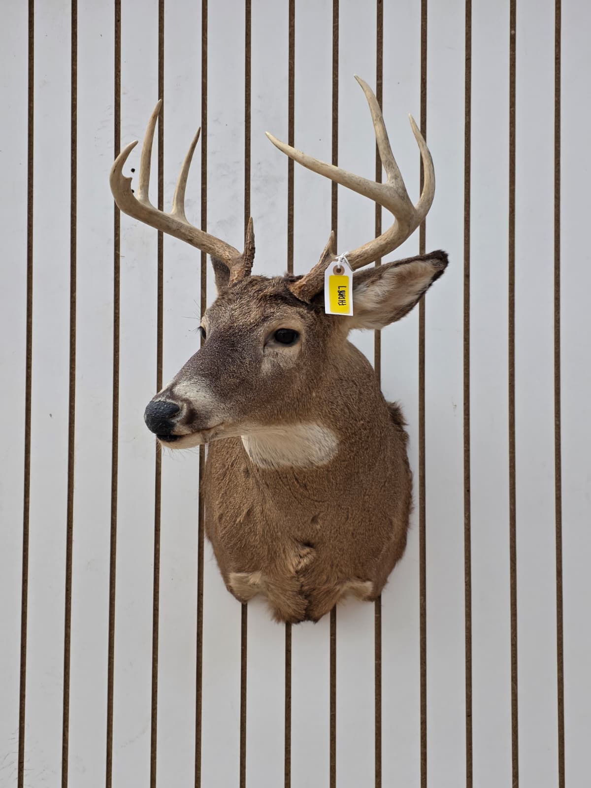 Fhdar7 - White-Tailed Deer Shoulder Mount – Taxidermy Wall Display