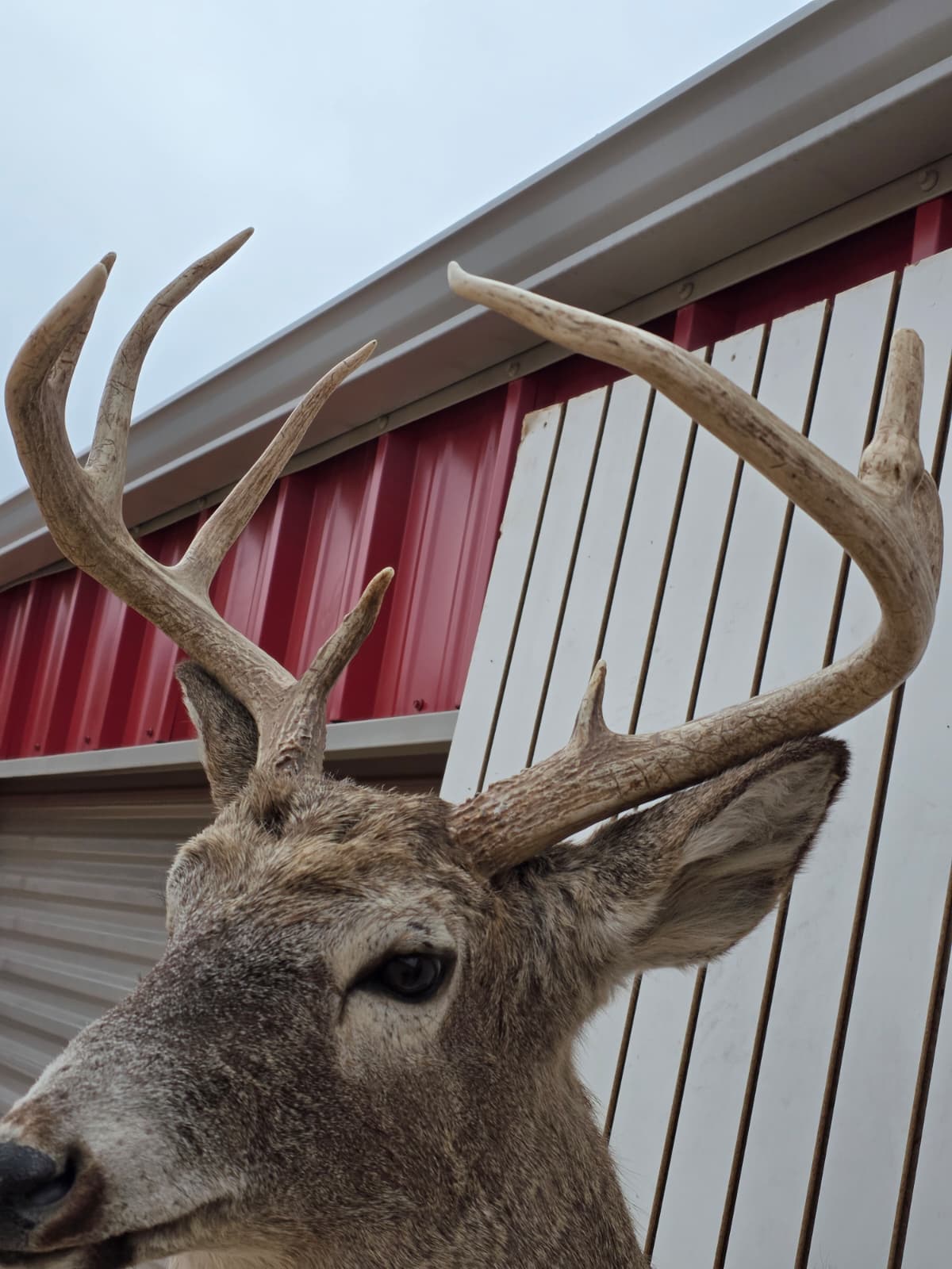 Drmq105 - White-Tailed Deer Shoulder Mount – Taxidermy Wall Display