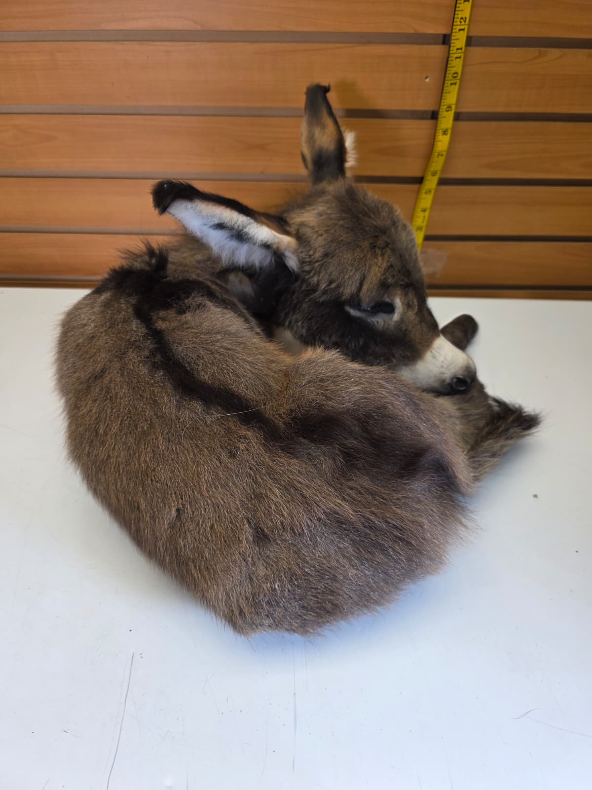 Fhkmd2 - Baby Sicilian Donkey Taxidermy – Lifelike Display