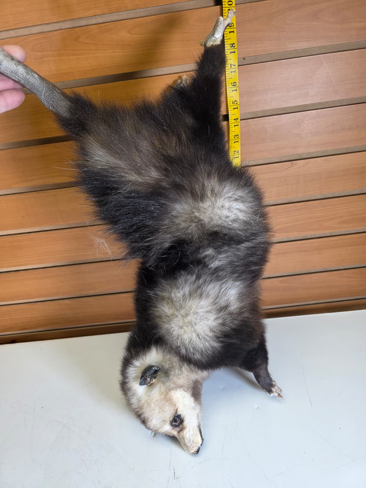 Fhkmp4 - Hanging Opossum Taxidermy mount