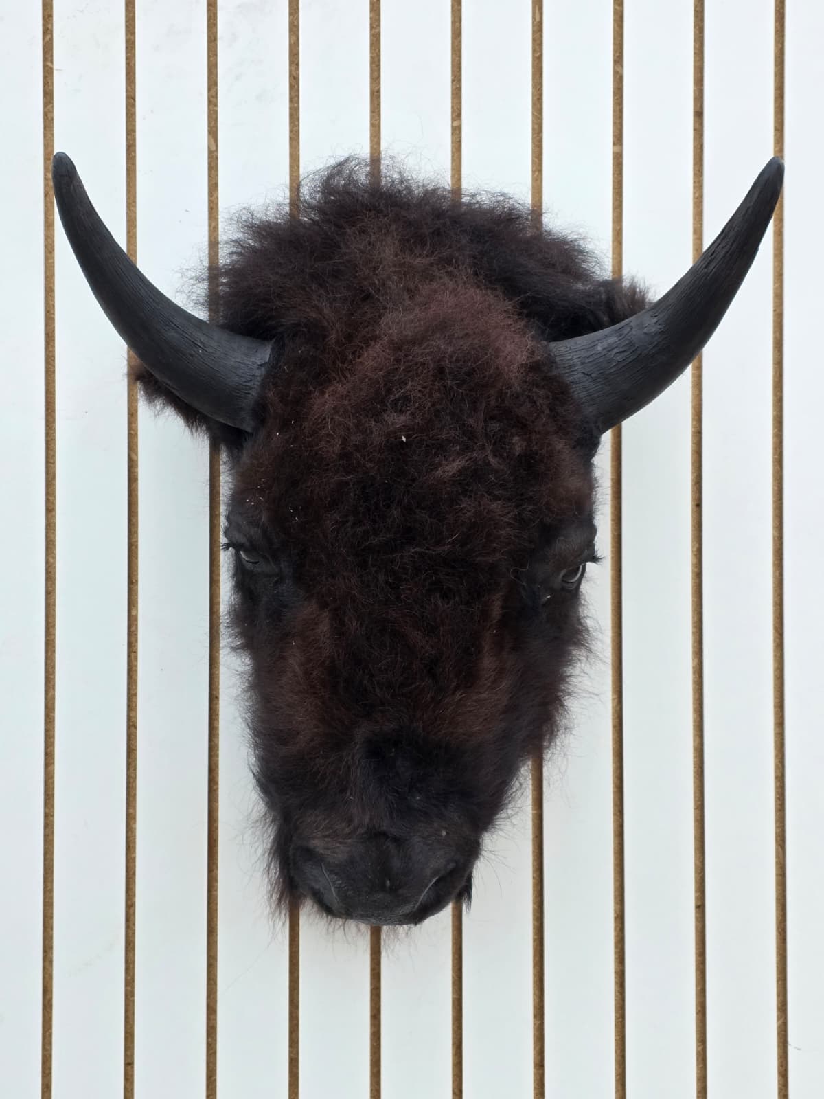 Fhbf6 - Real Buffalo / Bison neck Head Taxidermy Mount New