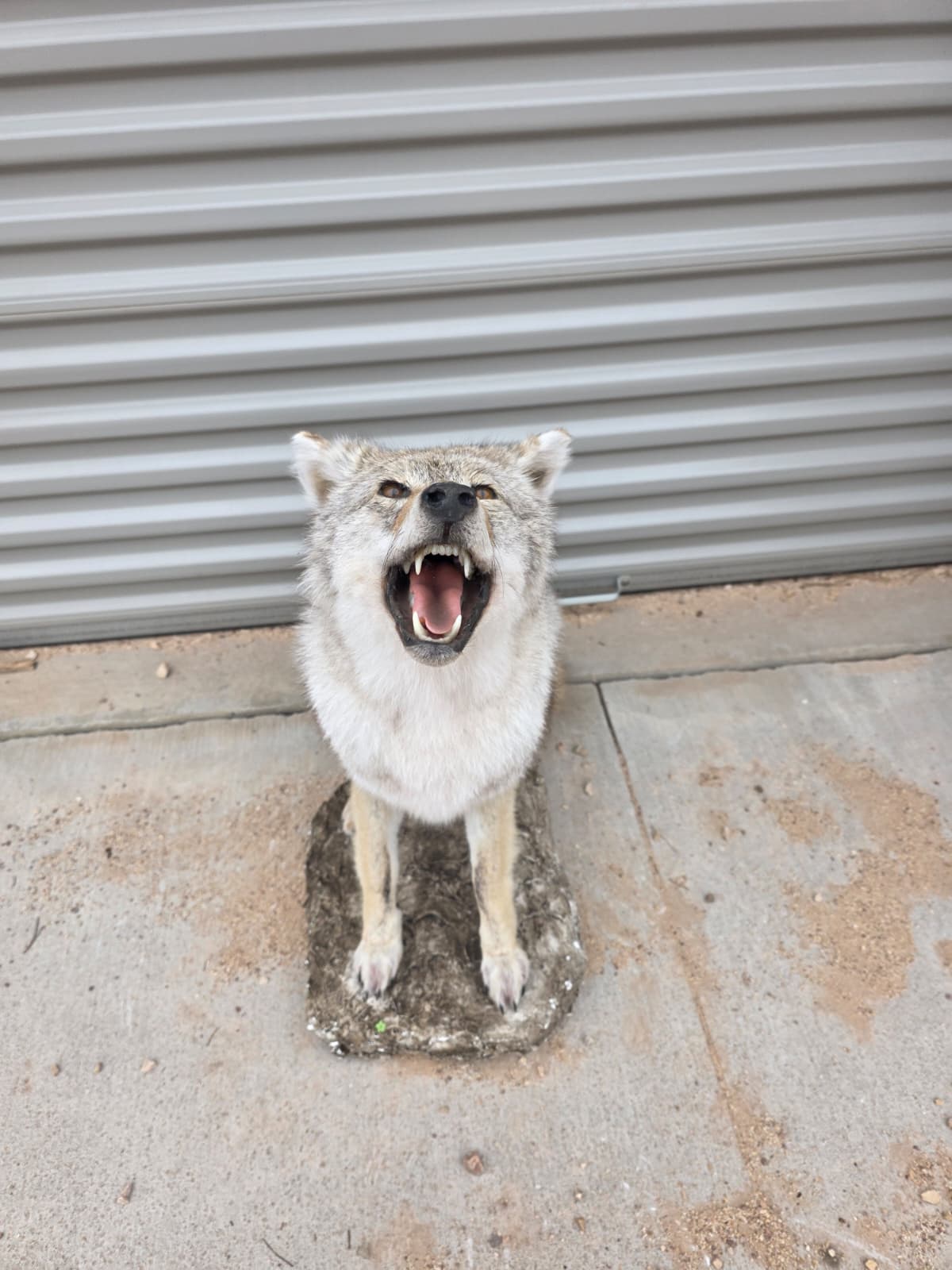 Fhcm76 - Howling Coyote Taxidermy –  Lifelike Display