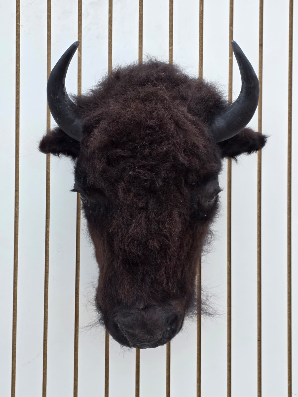 Fhbf3 - Real Buffalo / Bison neck Head Taxidermy Mount New