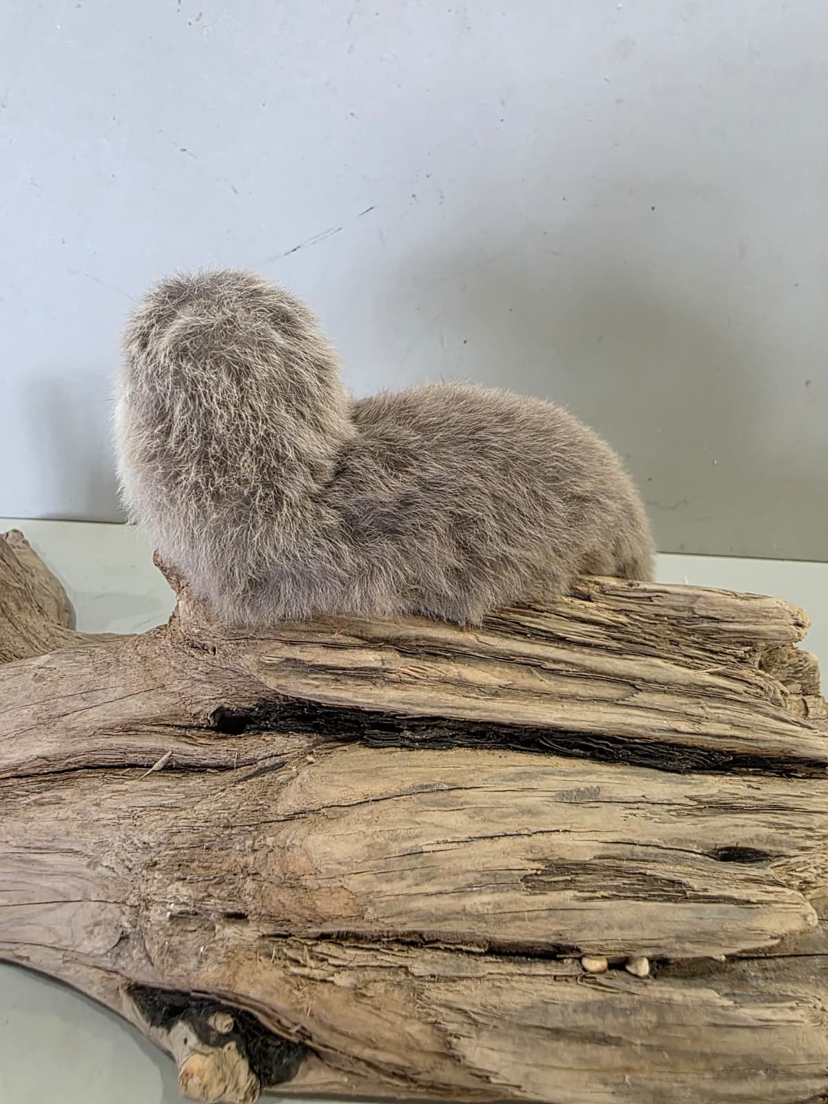 Fhcm94 - Baby Otter Taxidermy Lifelike Display
