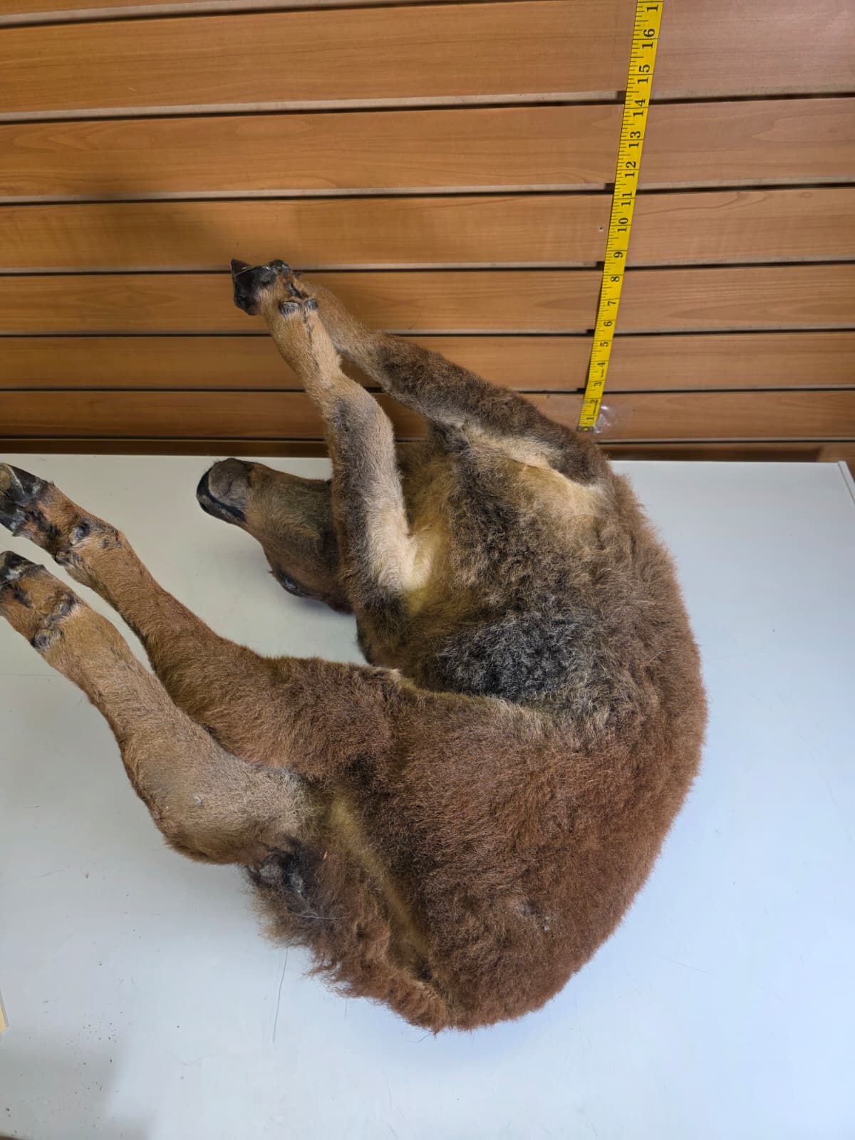 Fhkmbis1 - Baby Bison / Buffalo Calf Taxidermy – Lifelike Display