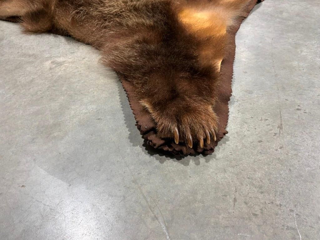 FHAB41 - Grizzly bear rug with large claws and prime fur
