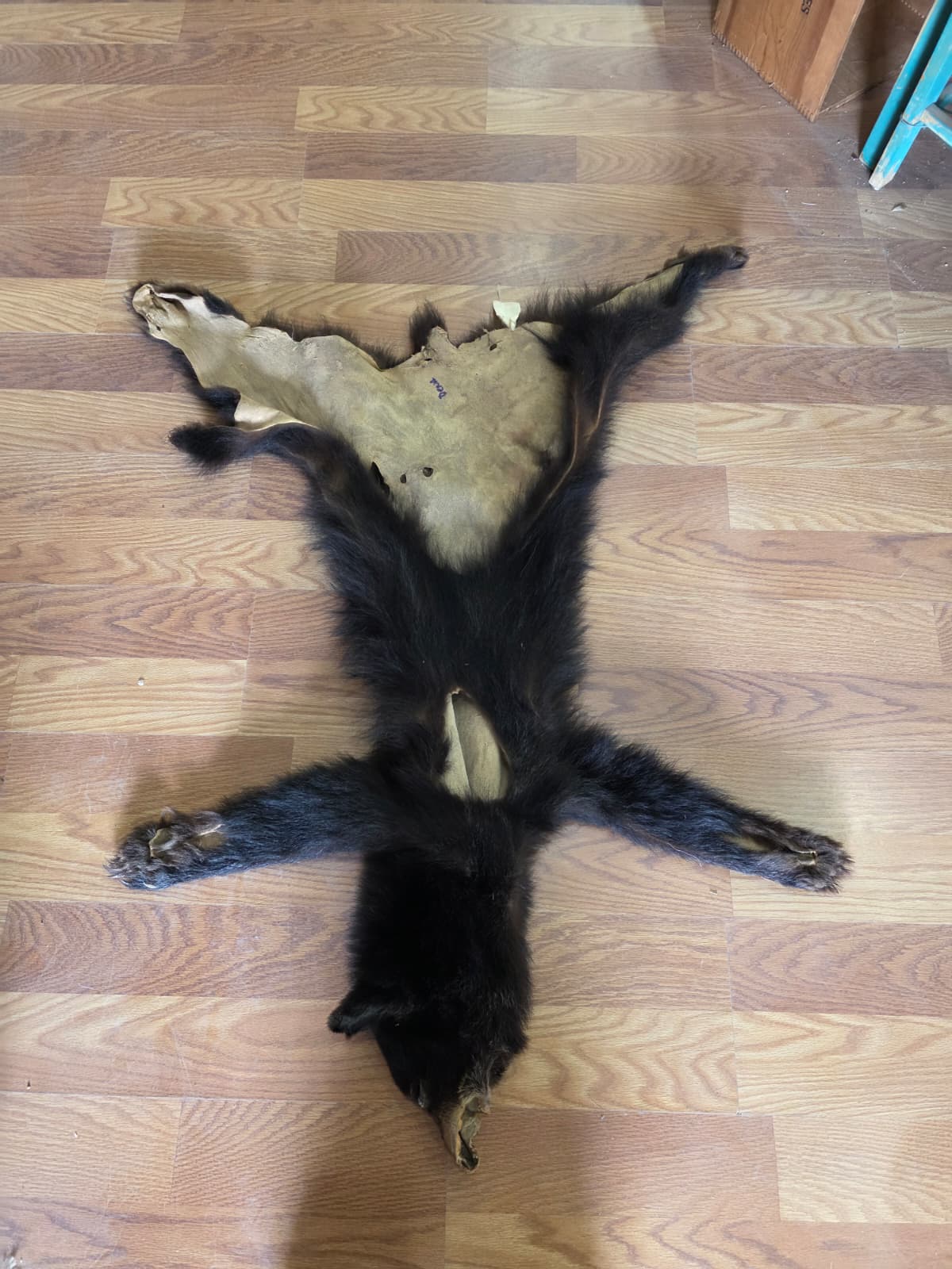 Fhcm105 - Bear Cub Hide Taxidermy – 45” Long Natural Display