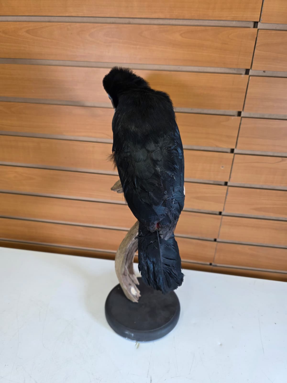 Fhcm104 - Channel-Billed Toucan Taxidermy – Exotic Lifelike Display