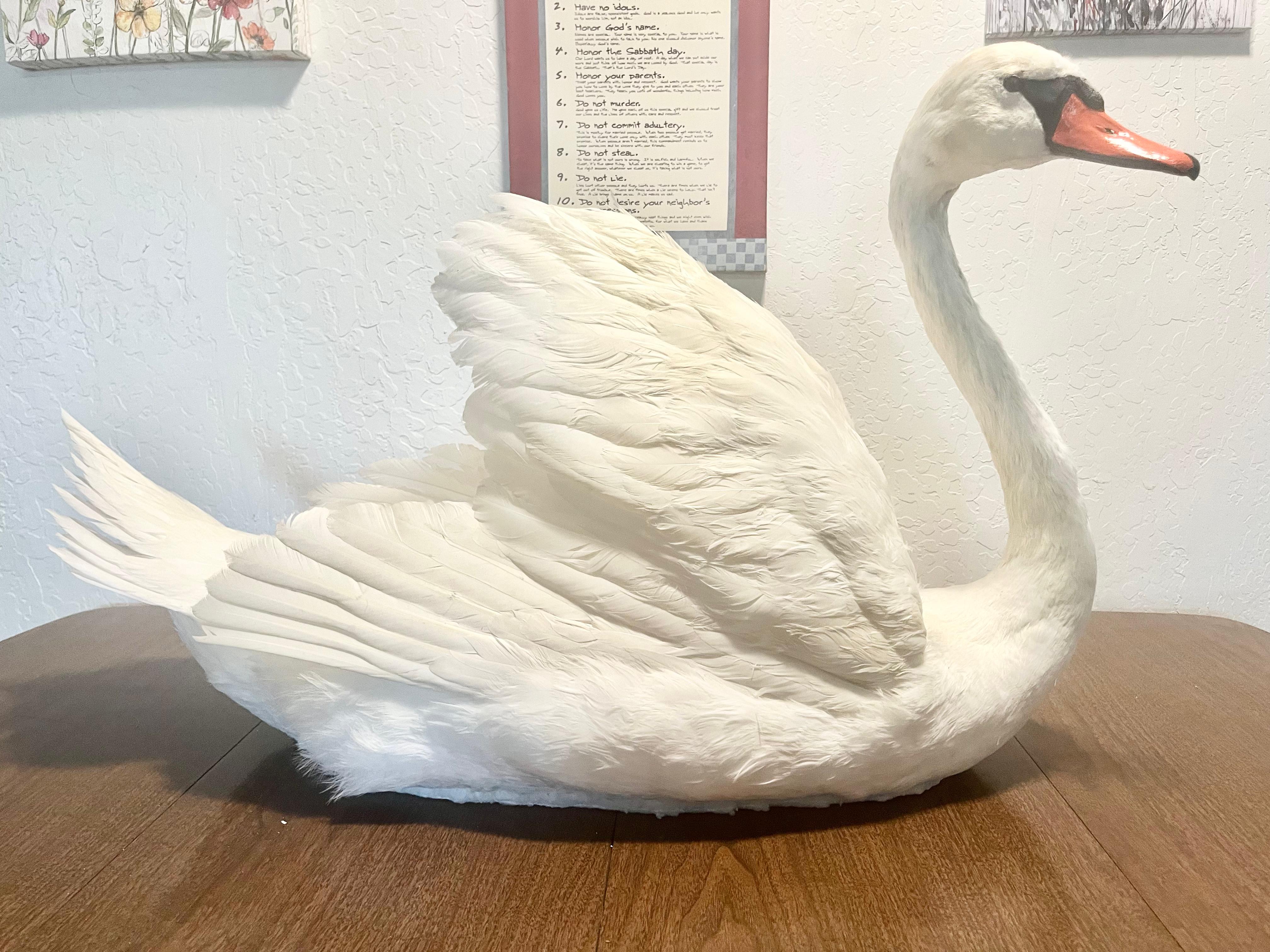 FHJOSWI - Mute Swan Pair Taxidermy – Museum Quality Display