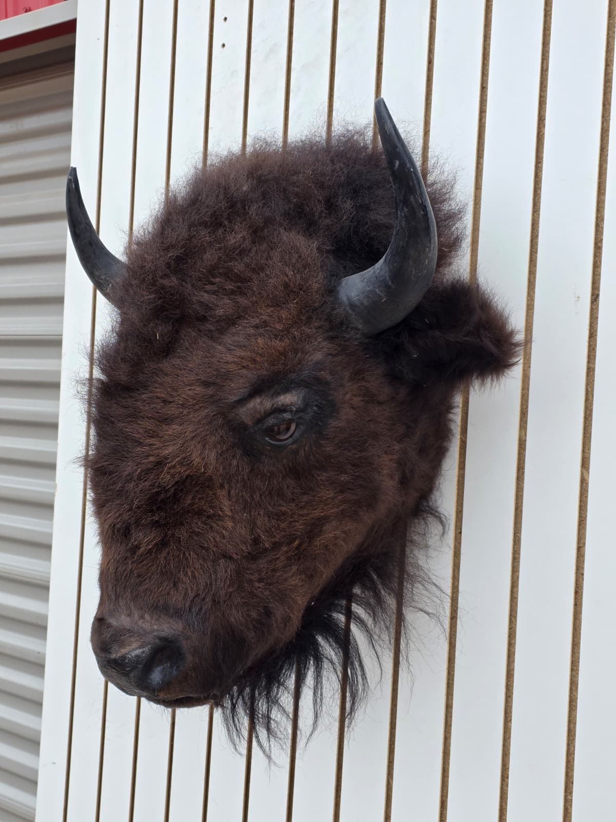 Fhbf4 - Real Buffalo / Bison neck Head Taxidermy Mount New
