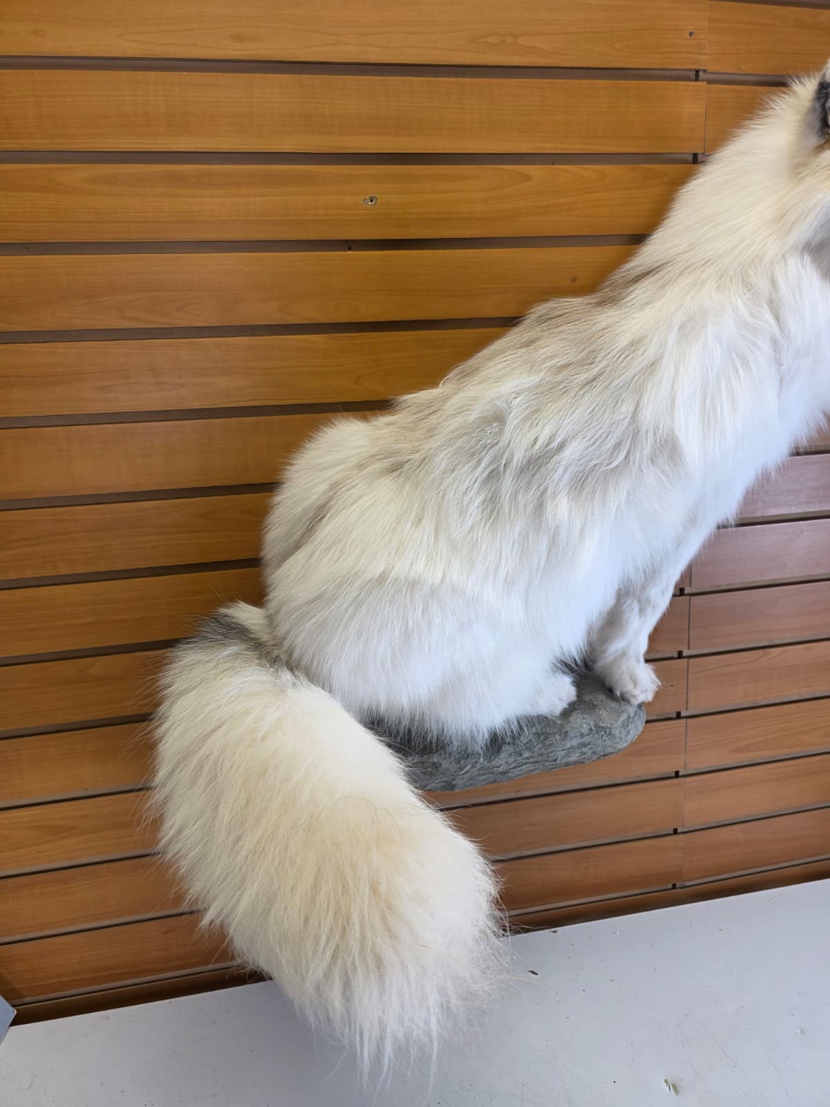 Fhcm102 - Ranch Fox Taxidermy Mount –” Natural Display