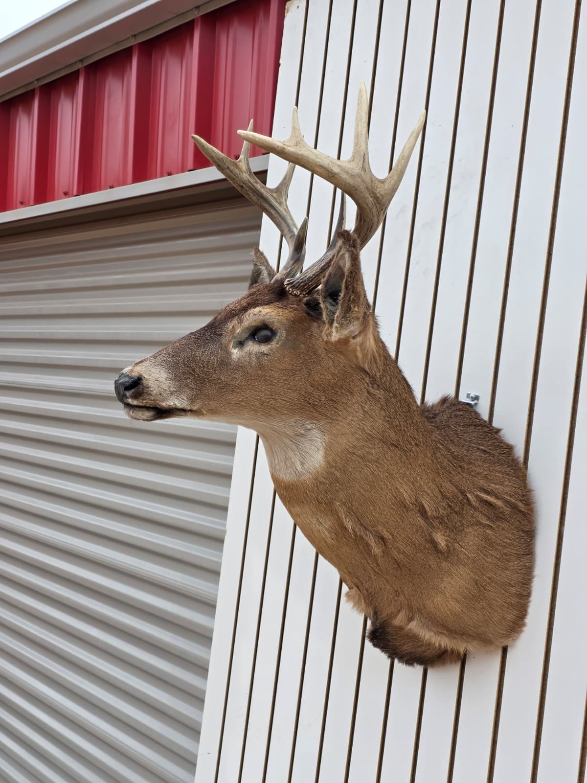 Drmq111 - White-Tailed Deer Shoulder Mount – Taxidermy Wall Display